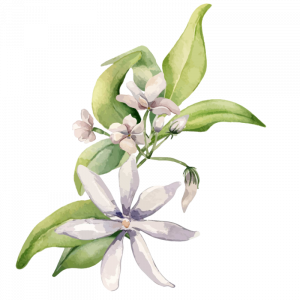 decorative plant from a garden illustration